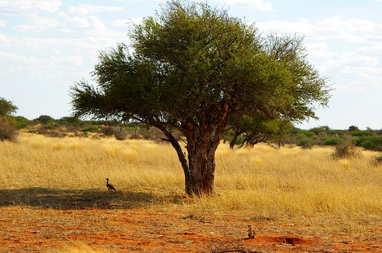 049 Namibia Okt 2006 Gackeltrappe.JPG